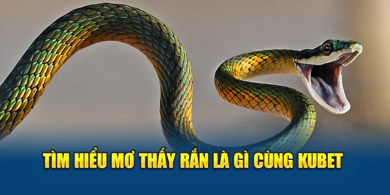 Mơ Thấy Rắn - Giải Mã Điềm Lành Hay Cảnh Báo Ẩn Sâu 1 Tìm hiểu mơ thấy rắn là gì cùng Kubet